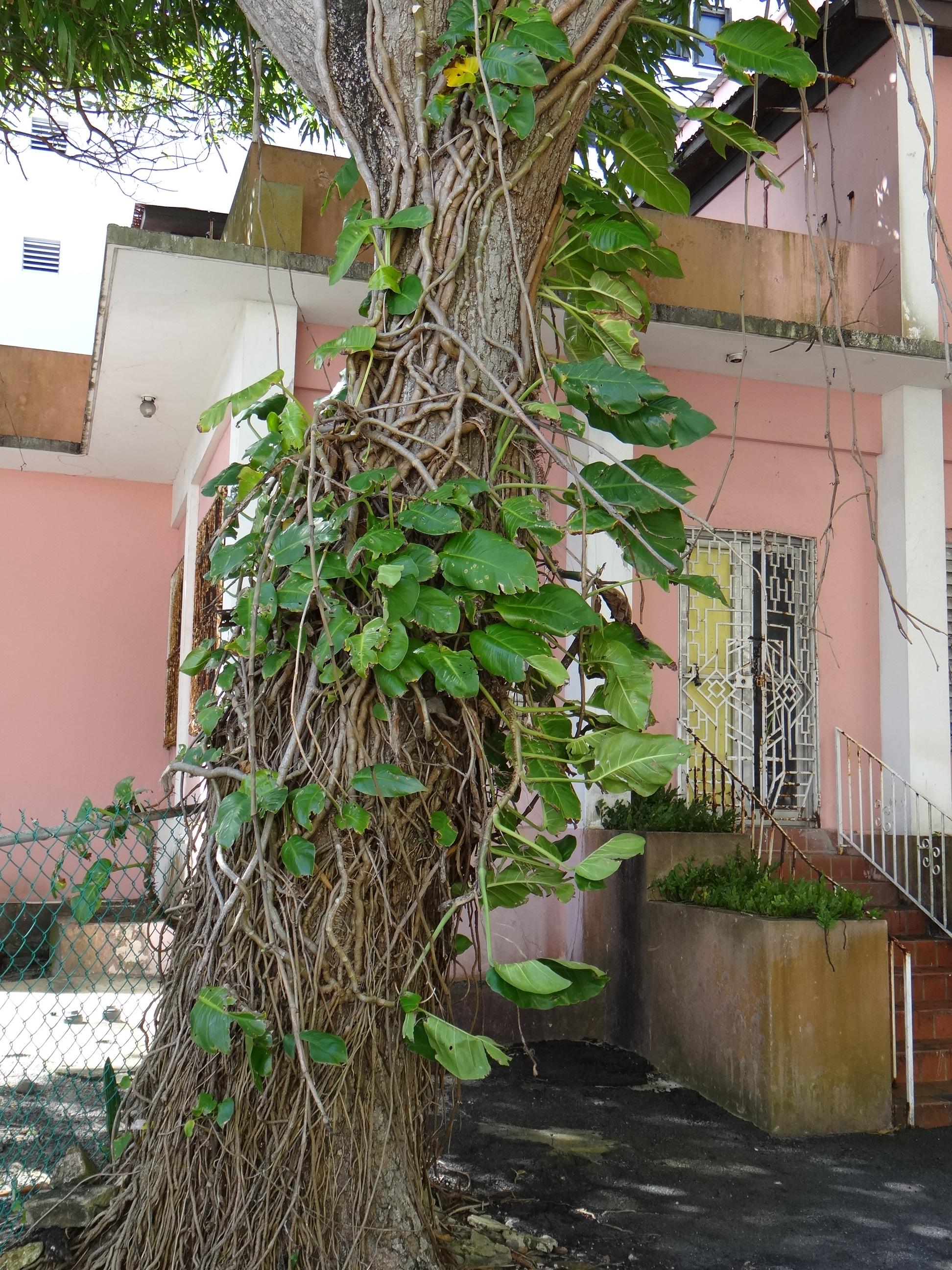 Casa en la Calle Cuevillas 607 - San Juan (Miramar) - 2014 00040